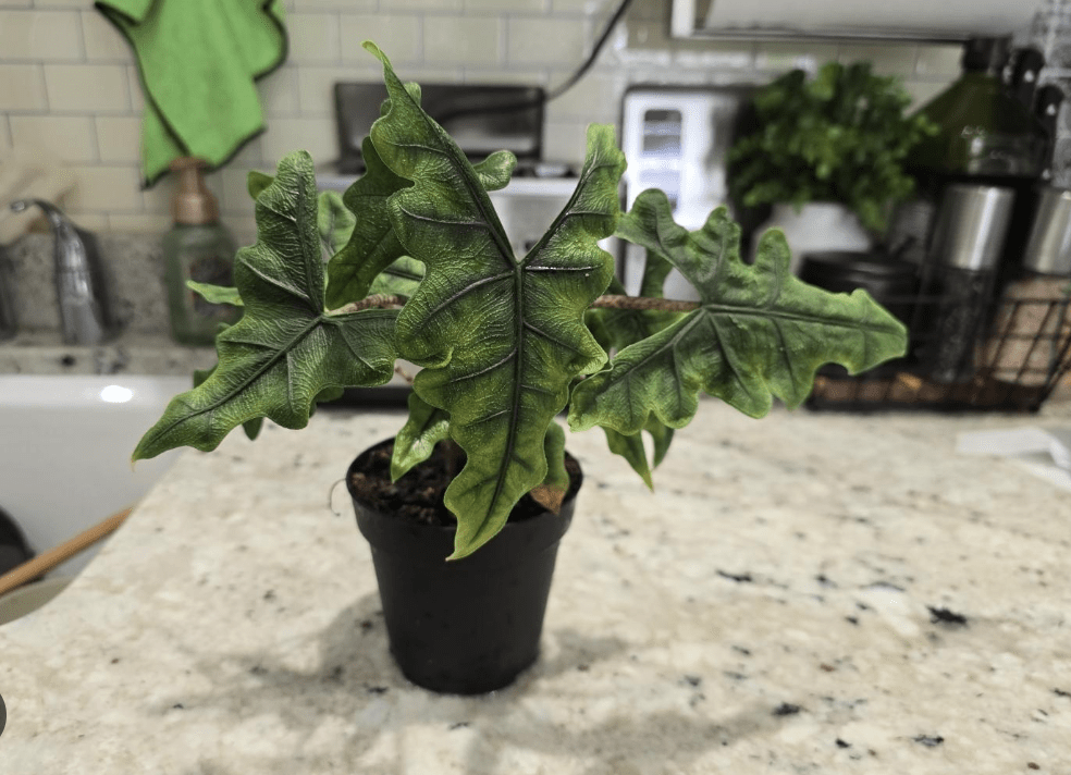 Drooping Alocasia Jacklyn placed on a counter